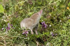 Najmniejszy ssak świata zamieszkał we wrocławskim zoo