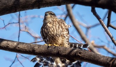 Najmniejszy z sokołów wymiera. Wkrótce może zniknąć zupełnie