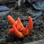Najniebezpieczniejszy grzyb na świecie pojawił się w Australii