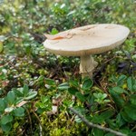 Najniebezpieczniejszy grzyb w polskich lasach. To on odpowiada za najwięcej zgonów