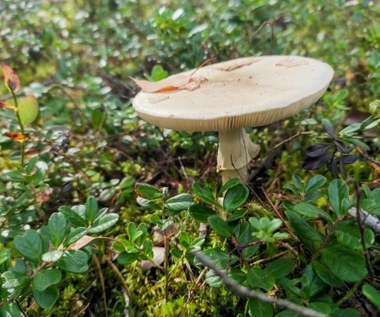Najniebezpieczniejszy grzyb w polskich lasach. To on odpowiada za najwięcej zgonów