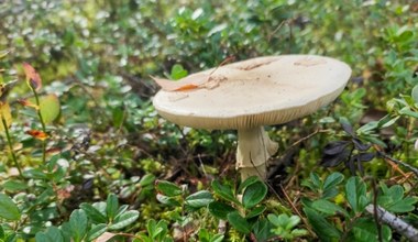 Najniebezpieczniejszy grzyb w polskich lasach. To on odpowiada za najwięcej zgonów