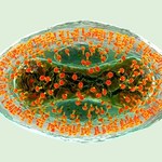 „Najniebezpieczniejszy z dotychczasowych”. Nowy wariant wirusa mpox szaleje