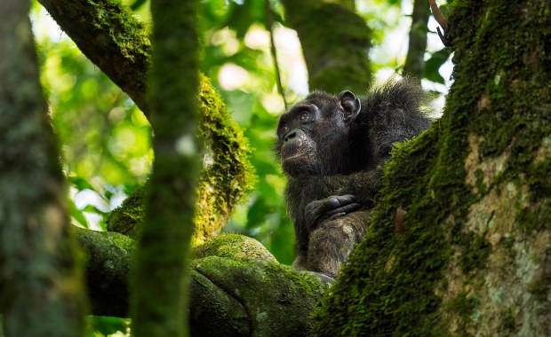 Najnowsza teoria naukowa: Chodziliśmy, zanim zeszliśmy z drzewa