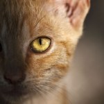 Najnowsze badania DNA burzą dotychczasową wiedzę o historii kotów domowych