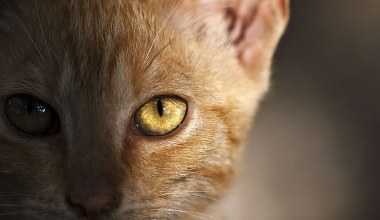 Najnowsze badania DNA burzą dotychczasową wiedzę o historii kotów domowych