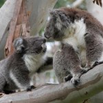 Najnowsze badania koali ujawniają genetyczne odrodzenie zagrożonych populacji