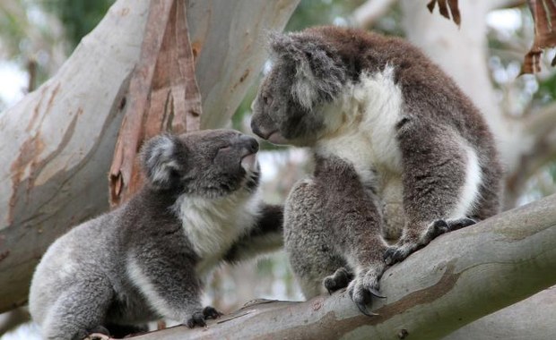 Najnowsze badania koali ujawniają genetyczne odrodzenie zagrożonych populacji
