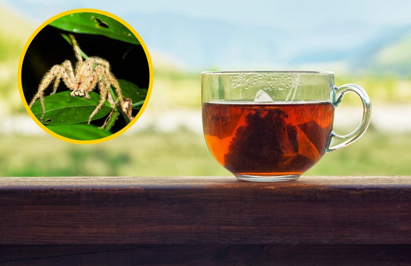 Najnowsze wyniki badań naukowców wskazują, że w torebkach herbaty mogą znajdować się ślady owadów i pająków /123RF/PICSEL
