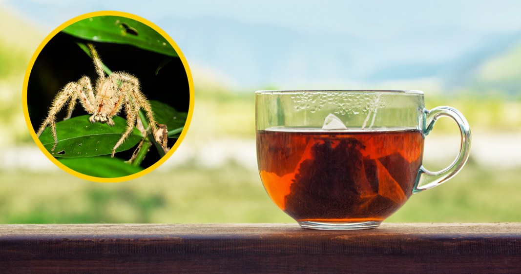 Najnowsze wyniki badań naukowców wskazują, że w torebkach herbaty mogą znajdować się ślady owadów i pająków /123RF/PICSEL