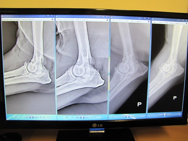 Najnowsze zdjęcie RTG wykonane po 5 miesiącach potwierdza, że schorzenie u zwierzęcia całkowicie ustąpiło /Krzysztof Kot /RMF FM