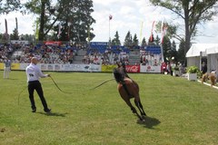  Najpiękniejsze konie świata w Janowie Podlaskim