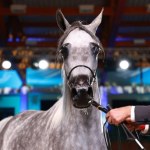 Najpiękniejsze konie wybrano w Janowie Podlaskim