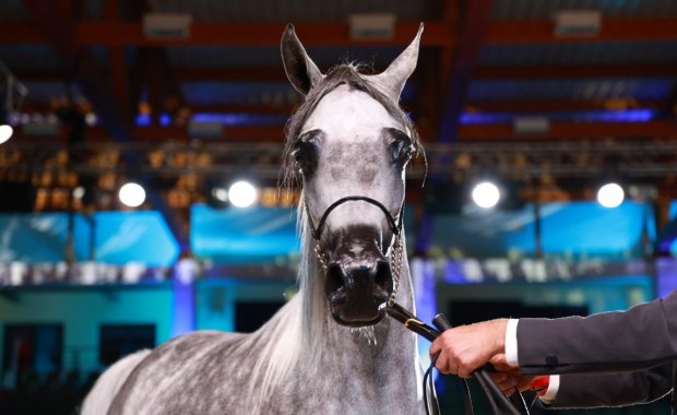 Najpiękniejsze konie wybrano w Janowie Podlaskim