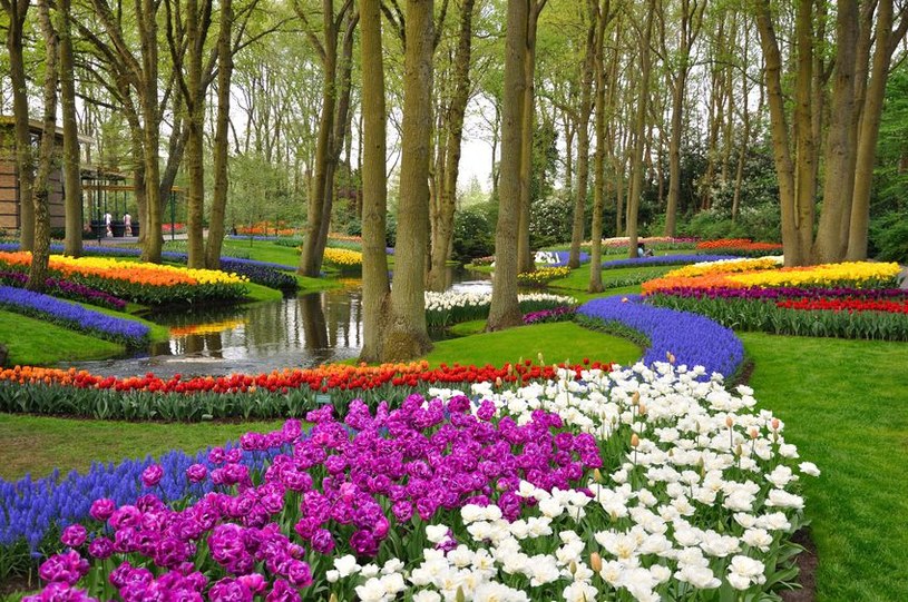 Najpiękniejsze ogrody świata: Keukenhof /123/RF PICSEL