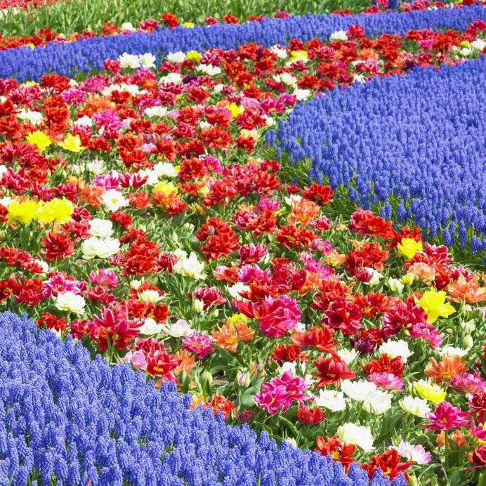 Najpiękniejsze ogrody świata: Keukenhof /123/RF PICSEL