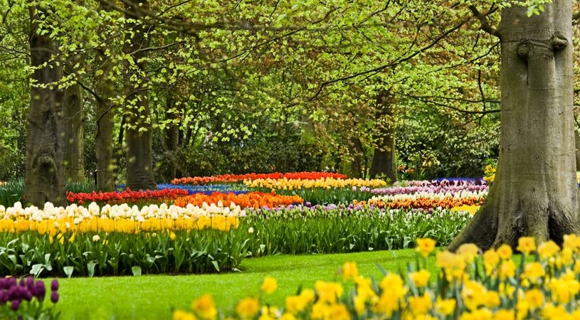 Najpiękniejsze ogrody świata: Keukenhof /123/RF PICSEL