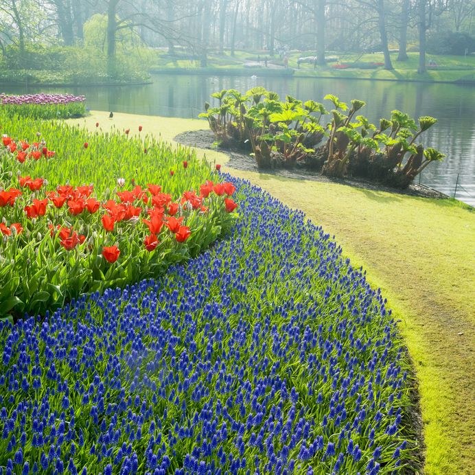 Najpiękniejsze ogrody świata: Keukenhof /123/RF PICSEL