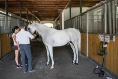 Najpiękniejsze polskie Araby w Janowie Podlaskim