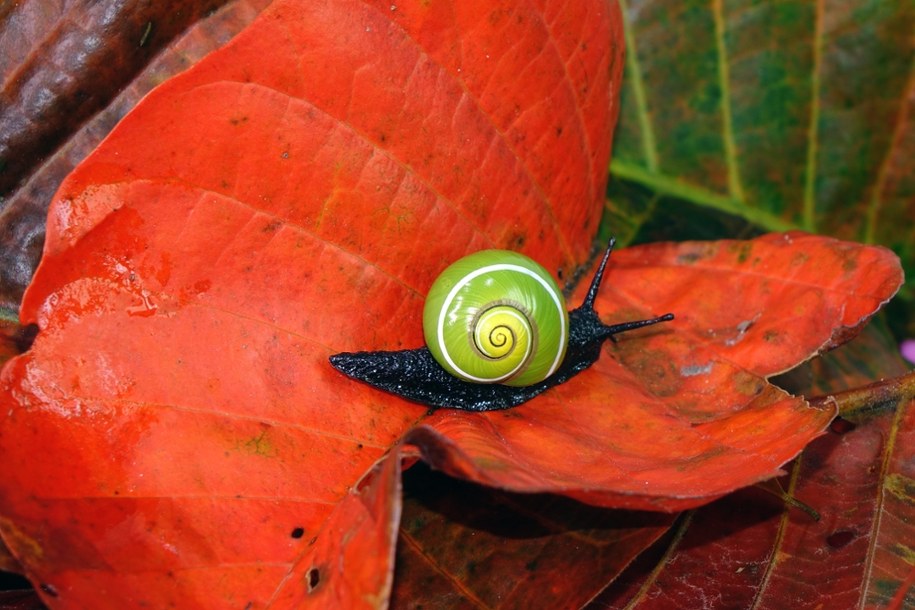 Najpiękniejsze ślimaki świata /Shutterstock