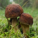 Najpiękniejszy grzyb - konkurs fotograficzny