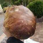 Najpiękniejszy grzyb - wasze zdjęcia