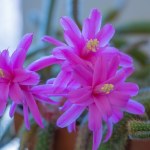 Najpiękniejszy kaktus, jakiego miałam. Trudno oderwać od niego wzrok