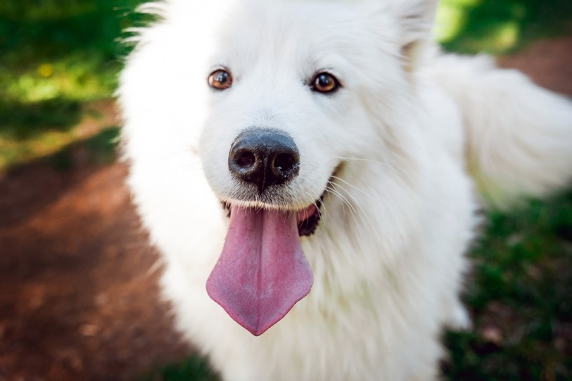 Najpiękniejszy pies na świecie? "Białe chmurki" od kilku lat nie mają konkurencji  w rankingach /Pixel