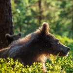 Najpierw dokarmiali, a teraz chcą strzelać. Ekolodzy nie kryją wściekłości