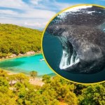 Najpierw w wodach Adriatyku pojawił się cień. Gigantyczny rekin uchwycony na filmie