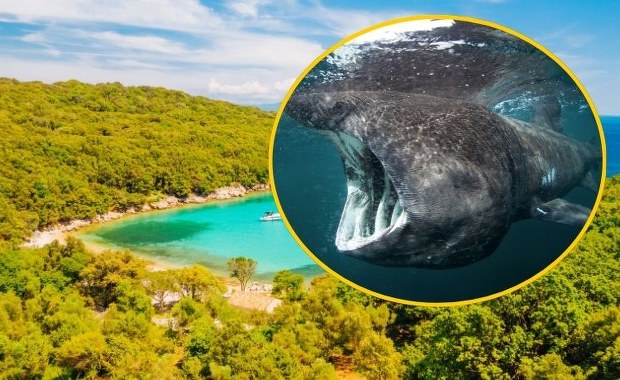 Najpierw w wodach Adriatyku pojawił się cień. Gigantyczny rekin uchwycony na filmie