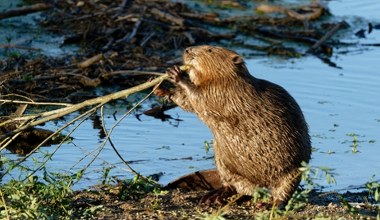 Najpierw wytępili bobry. Teraz nie wyobrażają sobie bez nich życia