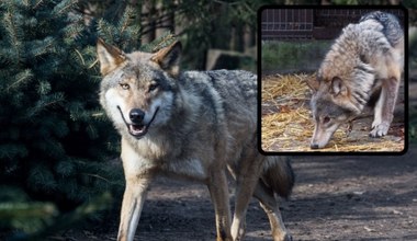 Najpopularniejszy wilk w Polsce odłowiony. Kamyk wróci tam, skąd uciekł