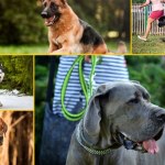 Najpotężniejsze rasy psów. Sprawdź, które z nich są prawdziwymi atletami!