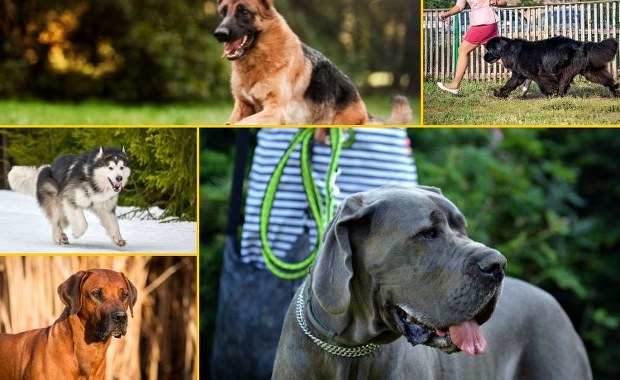 Najpotężniejsze rasy psów. Sprawdź, które z nich są prawdziwymi atletami!