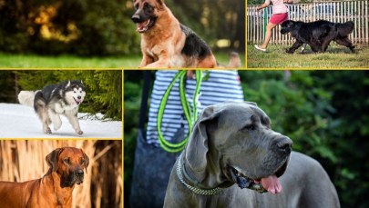 Najpotężniejsze rasy psów. Sprawdź, które z nich są prawdziwymi atletami!