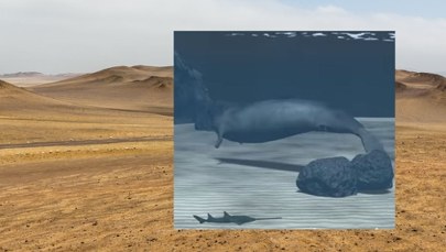 Najpotężniejsze zwierzę na Ziemi? Mogło ważyć nawet 340 ton