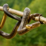 Najrzadszy wąż w Polsce może być pospolitszy. Są na to pieniądze