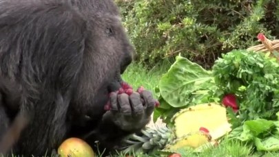 Najstarsza gorylica w Europie skończyła 60 lat. Zobacz, jak świętowała swoje urodziny