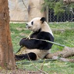 Najstarsza panda wielka w niewoli nie żyje