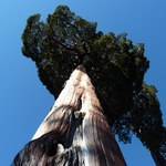 Najstarsze drzewo na świecie znajduje się w Chile. Ma ponad 5 tys. lat