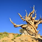 Najstarsze drzewo świata: Ile ma lat? Odpowiedź jest nieoczywista