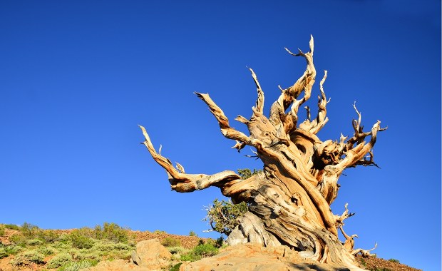 Najstarsze drzewo świata: Ile ma lat? Odpowiedź jest nieoczywista