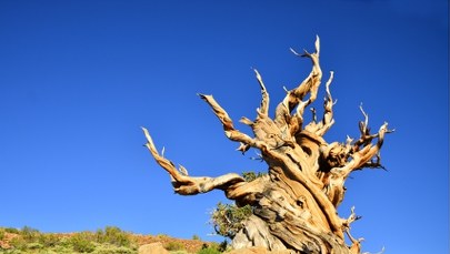 Najstarsze drzewo świata: Ile ma lat? Odpowiedź jest nieoczywista
