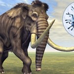 Najstarsze mikroby wydobyte z kości mamuta. Do dzisiaj wywołują epidemie
