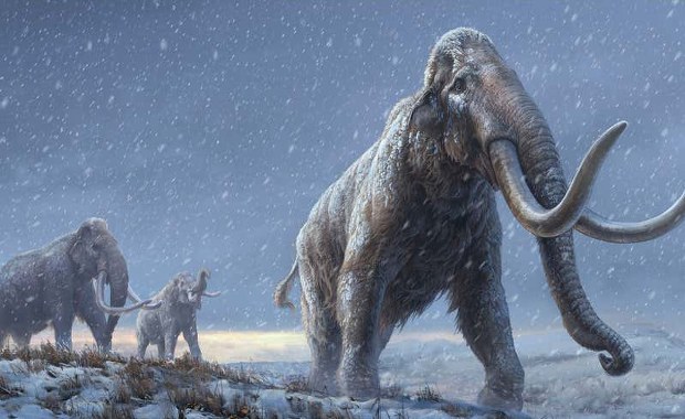 Najstarsze na świecie DNA. Liczy 1,2 mln lat i pochodzi od mamuta 