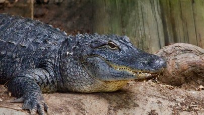 Najstarsze zwierzę Europy mieszka w Płocku. Ma 96 lat i karierę filmową