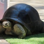 genetyka Najstarsze zwierzę na lądzie ma prawie 200 lat. Jak to możliwe?