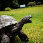 Najstarsze zwierzę na Ziemi. Żółw Jonathan kończy 190 lat!