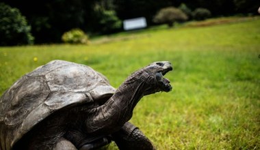 Najstarsze zwierzę na Ziemi. Żółw Jonathan kończy 190 lat!